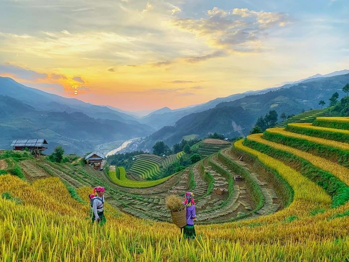 Shoot Vietnam’s golden fields in harvest season